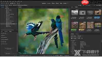 Adobe Bridge工作区如何自定义