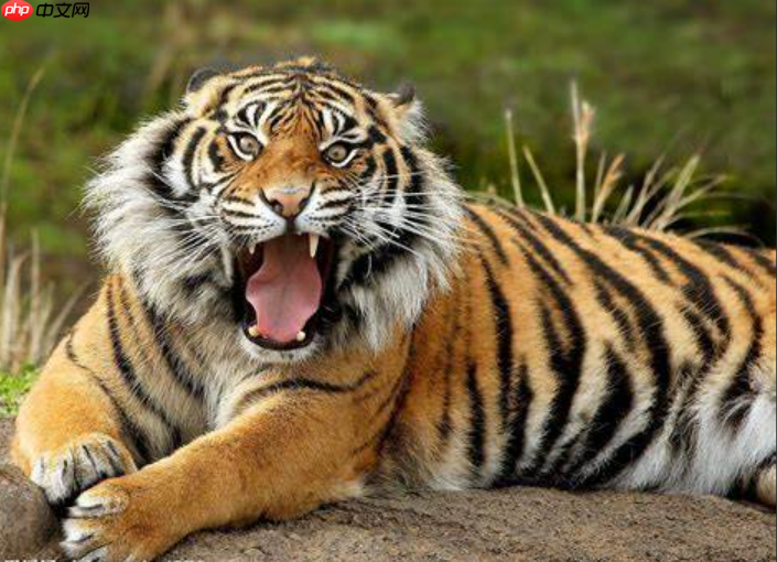 手把手教你珍稀动物检测 - php中文网