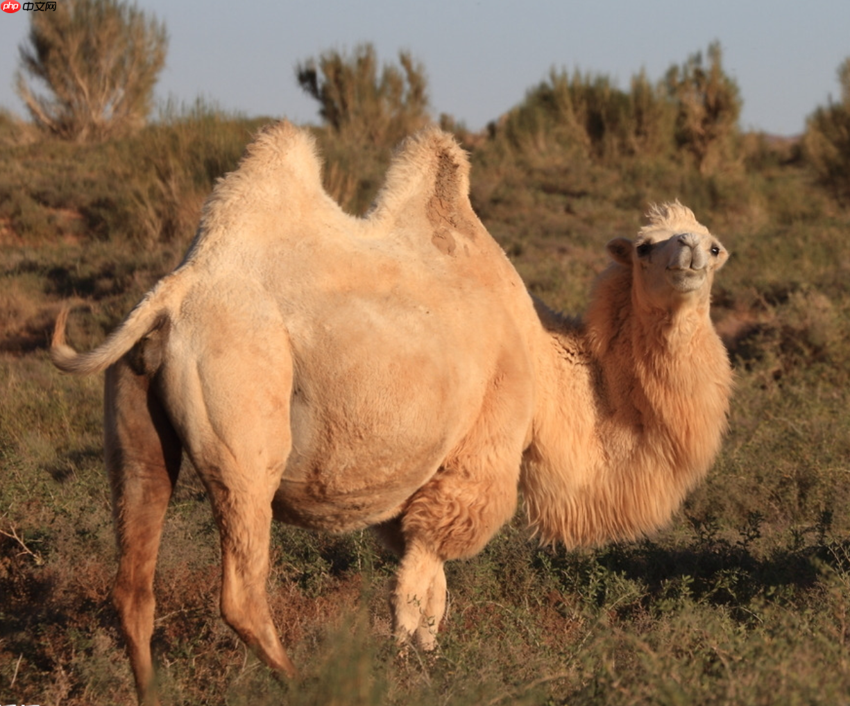 手把手教你珍稀动物检测 - php中文网