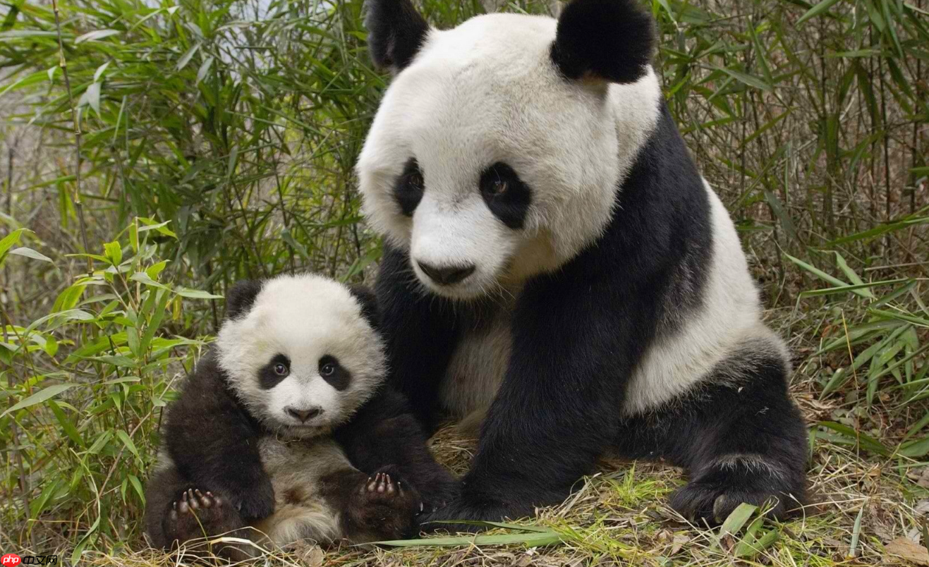 手把手教你珍稀动物检测 - php中文网