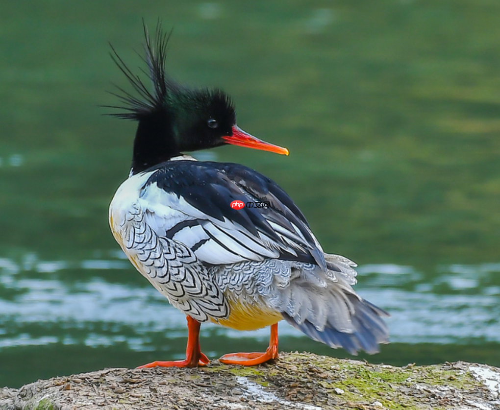 手把手教你珍稀动物检测 - php中文网