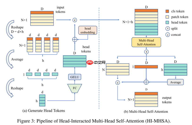 【NIPS 2022】DHVT:弥补ViT与CNN在小数据集上的性能差距 - php中文网