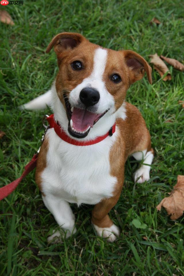 个人实现的反向文心（无需训练的AI看图说话，你不心动？） - php中文网