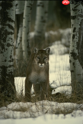 基于Paddle复现Neighbor2Neighbor降噪网络 - php中文网