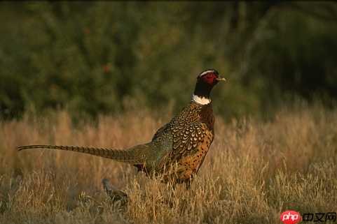 基于Paddle复现Neighbor2Neighbor降噪网络 - php中文网