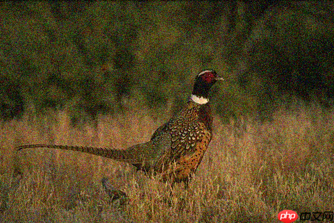 基于Paddle复现Neighbor2Neighbor降噪网络 - php中文网