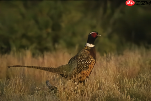 基于Paddle复现Neighbor2Neighbor降噪网络 - php中文网