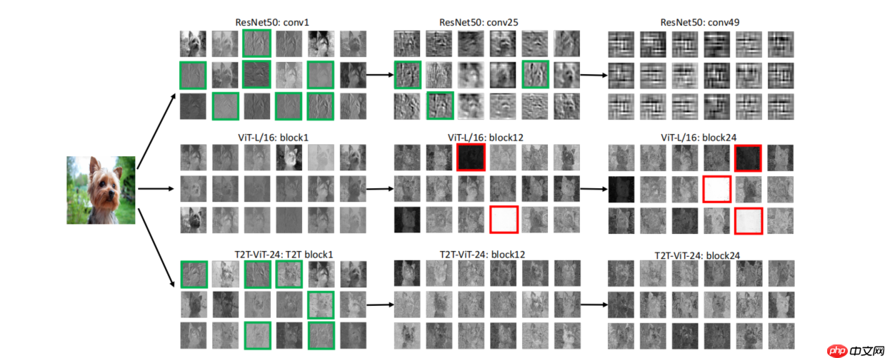 基于飞桨复现Tokens-to-Token ViT - php中文网