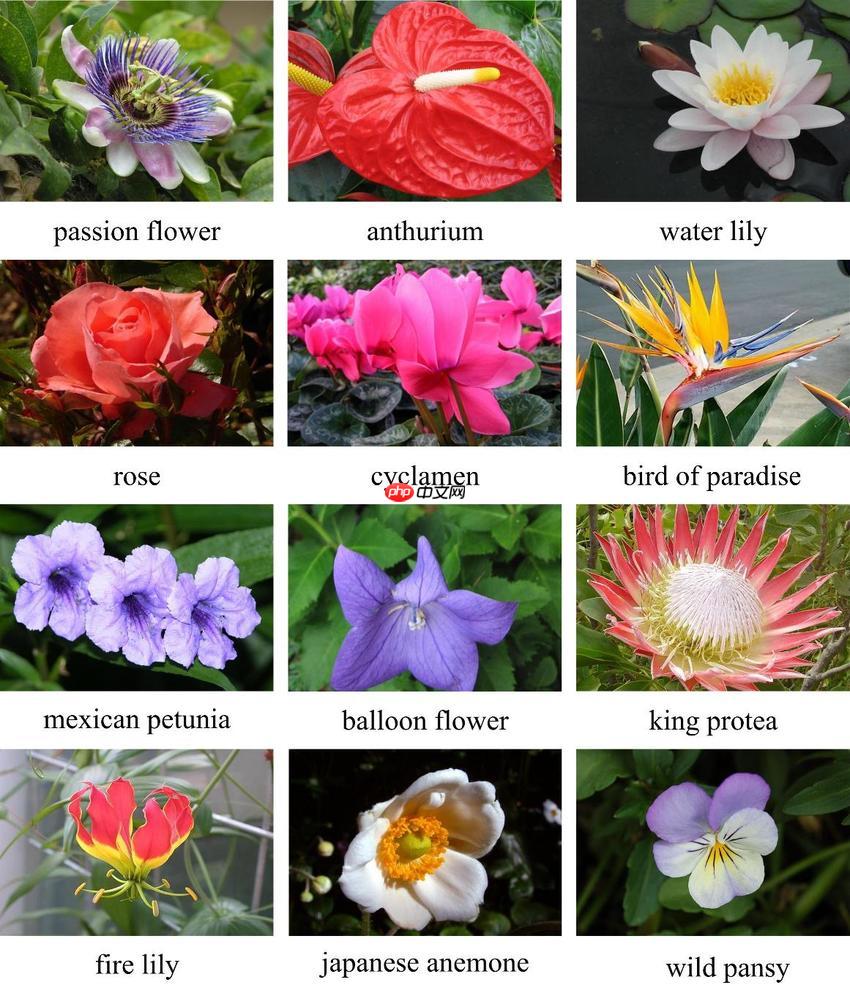 『抽丝剥茧』深度解析PaddleClas—分类，一篇带你学会分类实践 - php中文网