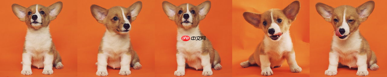 使用Lora技术进行Dreambooth训练【抢先体验版】 - php中文网