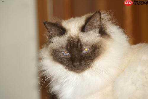 基于Paddle2.0的猫12分类 - php中文网