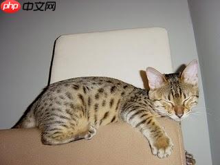 基于Paddle2.0的猫12分类 - php中文网