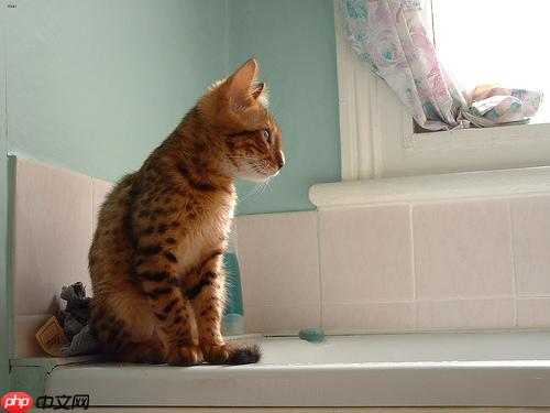 基于Paddle2.0的猫12分类 - php中文网