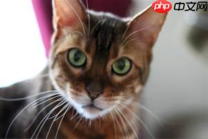 基于Paddle2.0的猫12分类 - php中文网