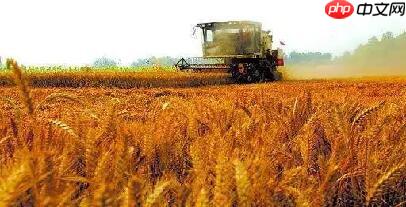 Coding-Party 基于飞桨的农作物智能识别系统 - php中文网