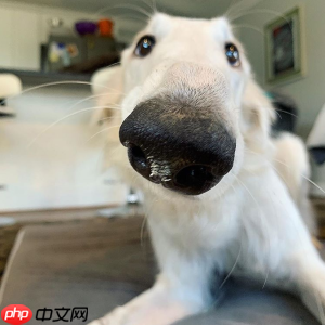 【Al达人特训营】基于狗鼻子识别狗狗身份 - php中文网