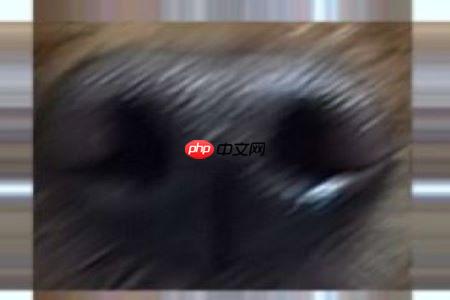 【Al达人特训营】基于狗鼻子识别狗狗身份 - php中文网