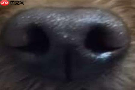 【Al达人特训营】基于狗鼻子识别狗狗身份 - php中文网