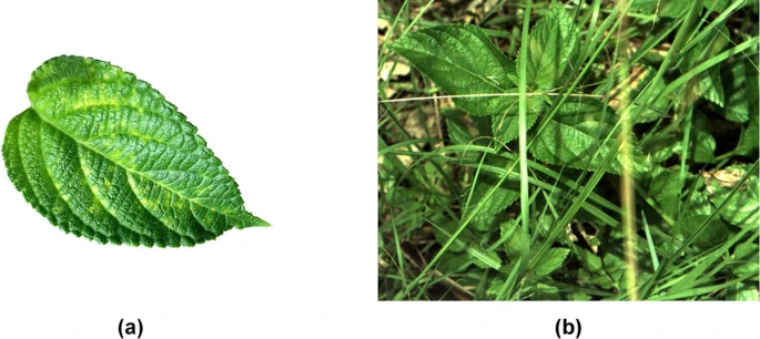 【特训营第三期 】基于PaddleClas的多场景杂草分类 - php中文网