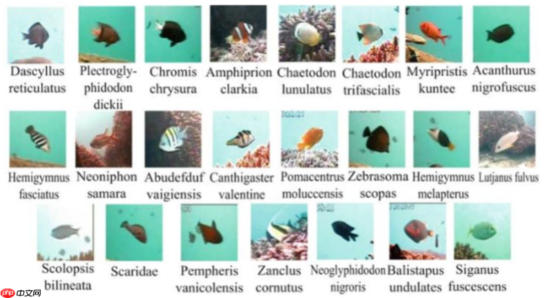 【PaddleHub模型贡献】一行代码实现海洋生物识别 - php中文网