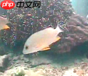 【PaddleHub模型贡献】一行代码实现海洋生物识别 - php中文网