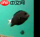 【PaddleHub模型贡献】一行代码实现海洋生物识别 - php中文网
