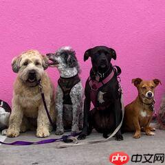 斯坦福120类狗分类 - php中文网