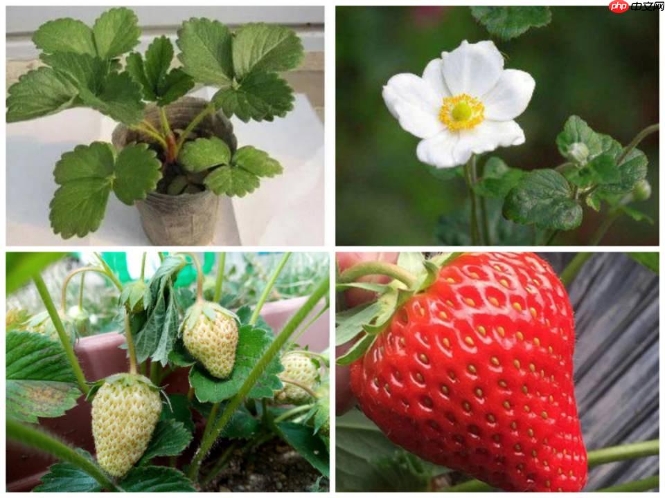 【AI达人训练营】基于飞桨高层 API 实现草莓生长阶段识别 - php中文网