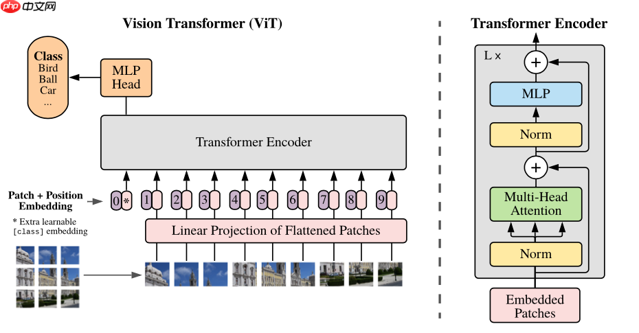 复现篇：Vision Transform复现及讲解 - php中文网