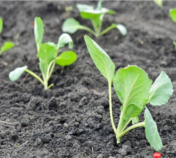 R-Drop论文复现 - php中文网