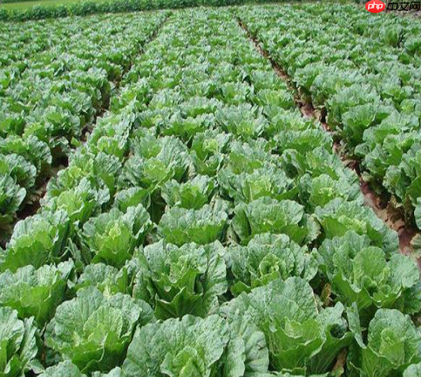 R-Drop论文复现 - php中文网