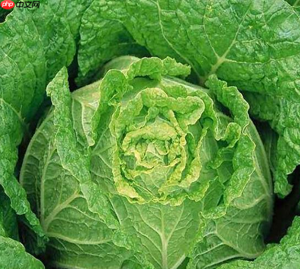 R-Drop论文复现 - php中文网