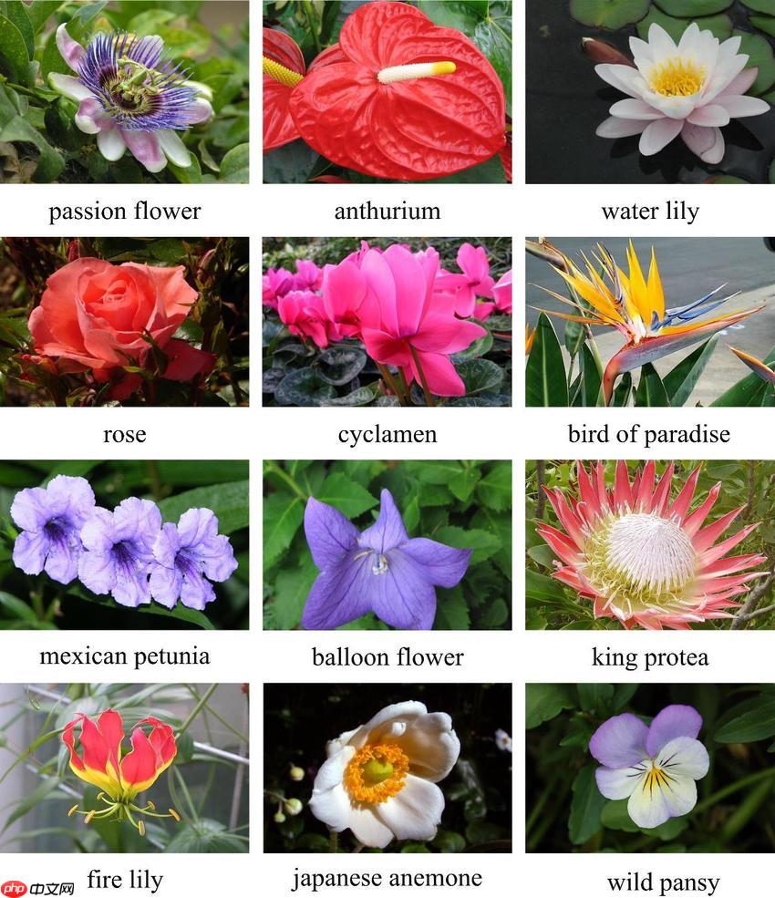 论文复现：基于PaddleClas复现VovNet - php中文网