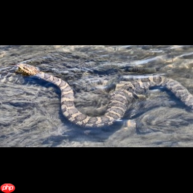 【PaddleHub模型贡献】一行代码实现蛇种识别 - php中文网