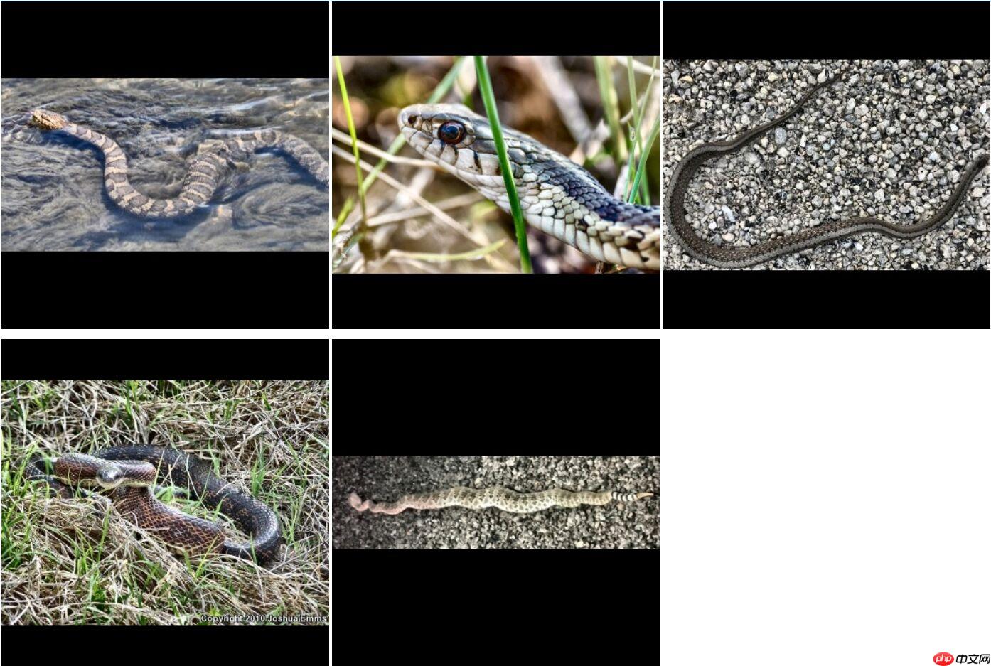 【PaddleHub模型贡献】一行代码实现蛇种识别 - php中文网