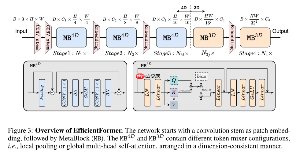 EfficientFormer: 速度上可以与MobileNet媲美的ViT - php中文网