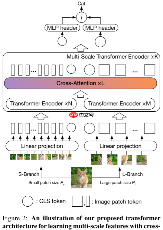 【ICCV 2021】CrossViT:用于图像分类的交叉注意力的多尺度ViT - php中文网