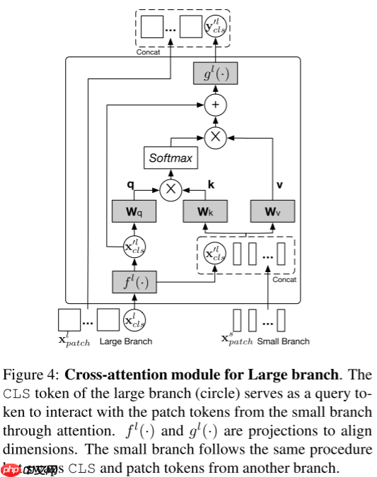 【ICCV 2021】CrossViT:用于图像分类的交叉注意力的多尺度ViT - php中文网