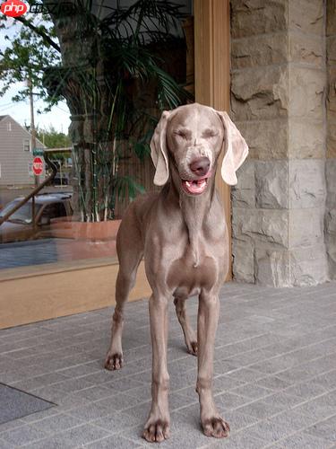 基于PaddlePaddle复现的CycleMLP - php中文网