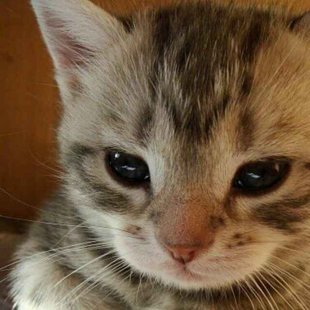 胡磊