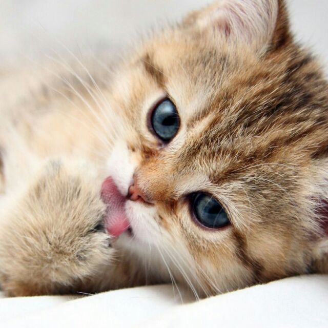 ねこ