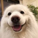 Samoye
