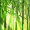 阿庆