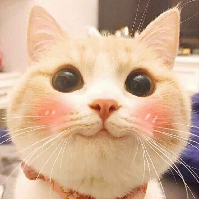 嫩嫩小宝的博客