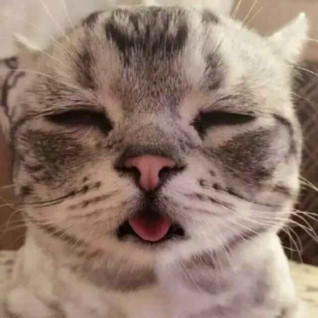 瘦马。