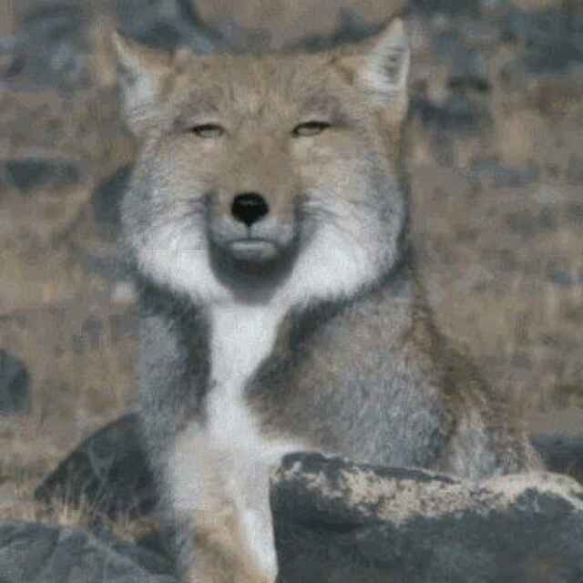 夜语