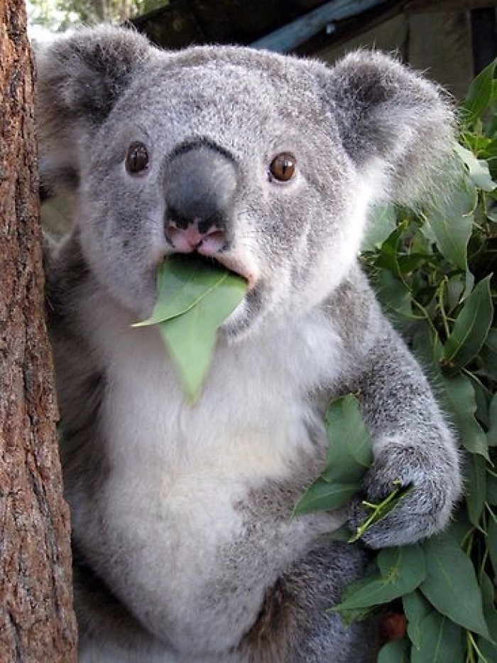 koala_