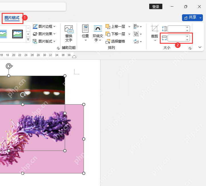 Word 图片格式选项卡中的裁剪和大小输入框,用于调整图片尺寸