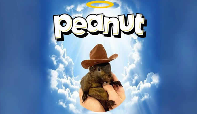 松鼠币(PNUT)能否突破10美元?PNUT价格预测解析 - php中文网