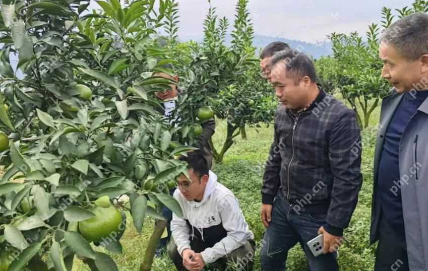 研究所卖柑橘意外爆火:7天售出25000斤,教授直呼“没想到” - php中文网